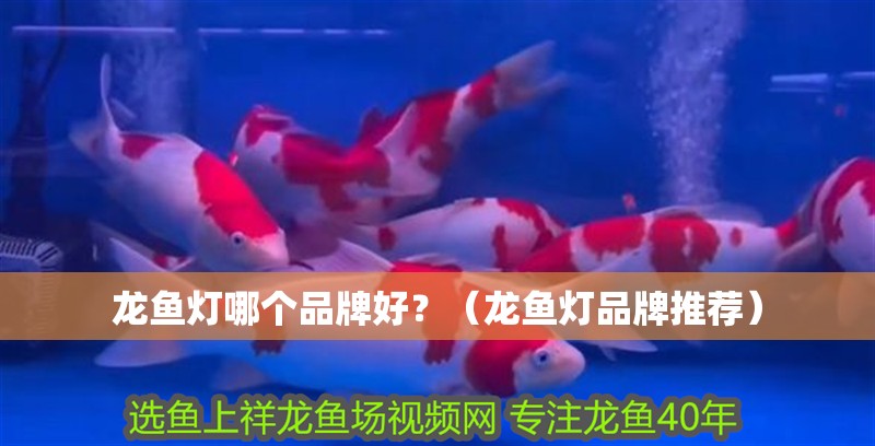 詳細閱讀:龍魚燈哪個品牌好?(龍魚燈品牌推薦) 龍魚燈哪個品牌好?(龍魚燈品牌推薦)