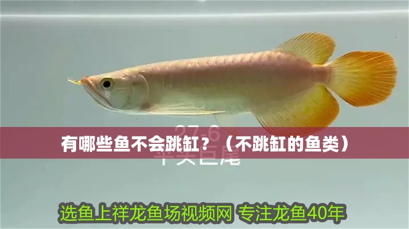 有哪些魚不會(huì)跳缸？（不跳缸的魚類）