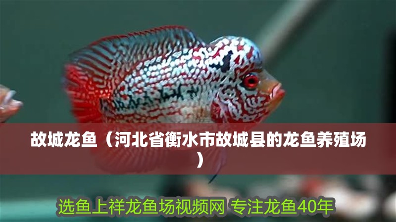 故城龍魚（河北省衡水市故城縣的龍魚養(yǎng)殖場）