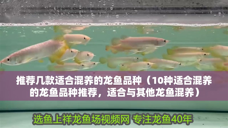 龍魚干蝦有營養(yǎng)嗎 推薦幾款適合混養(yǎng)的龍魚品種(10種適合混養(yǎng)的龍魚品種推薦,適合與其他龍魚混養(yǎng)) 龍魚百科 推薦幾款適合混養(yǎng)的龍魚品種(10種適合混養(yǎng)的龍魚品種推薦,適合與其他龍魚混養(yǎng)) 推薦幾款適合混養(yǎng)的龍魚品種(10種適合混養(yǎng)的龍魚品種推薦,適合與其他龍魚混養(yǎng)) 龍魚百科