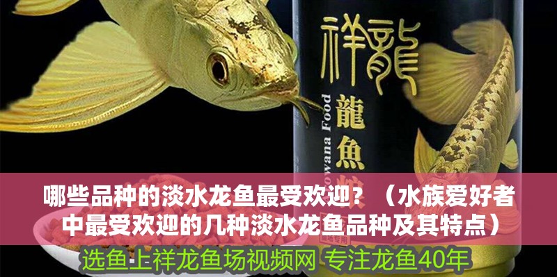 哪些品種的淡水龍魚最受歡迎？（水族愛好者中最受歡迎的幾種淡水龍魚品種及其特點(diǎn)）