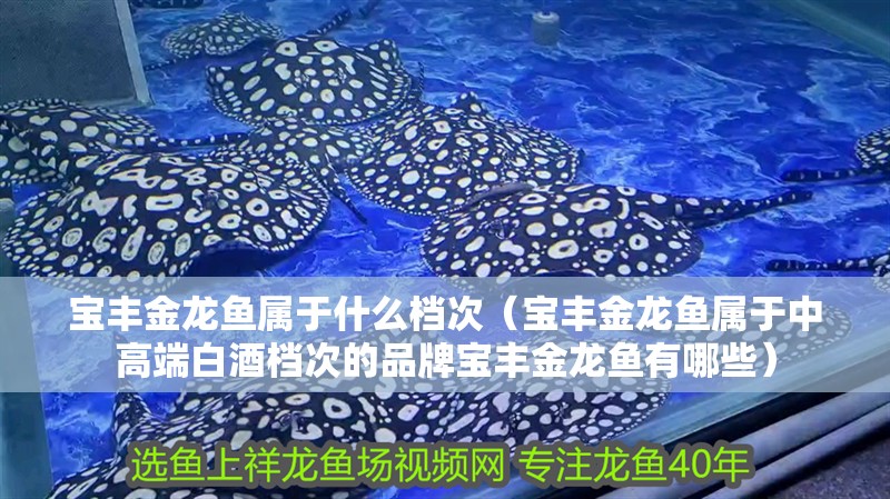 寶豐金龍魚屬于什么檔次（寶豐金龍魚屬于中高端白酒檔次的品牌寶豐金龍魚有哪些）