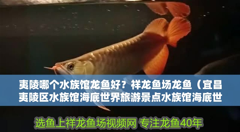 夷陵哪個水族館龍魚好？祥龍魚場龍魚（宜昌夷陵區(qū)水族館海底世界旅游景點水族館海底世界水族館）