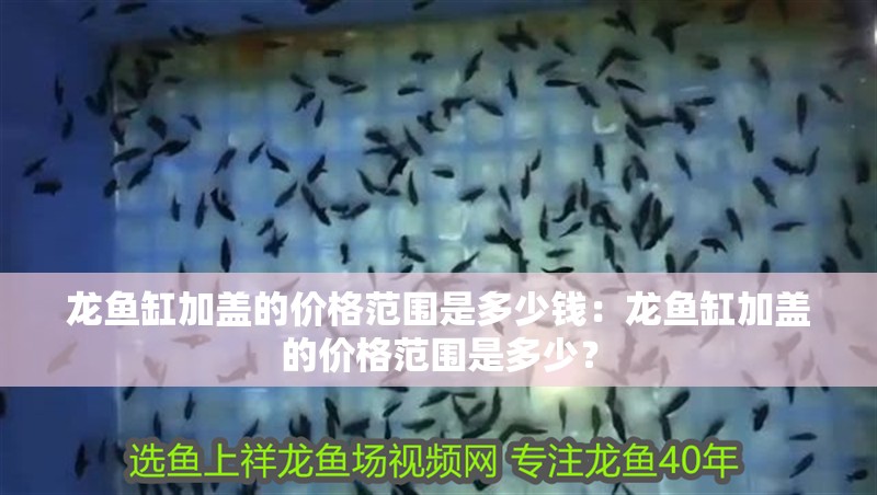龍魚缸加蓋的價格范圍是多少錢：龍魚缸加蓋的價格范圍是多少？