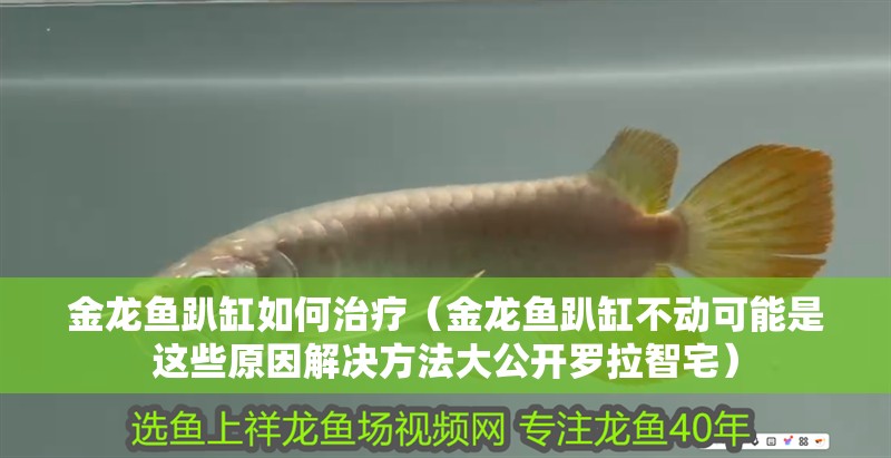 金龍魚趴缸如何治療（金龍魚趴缸不動可能是這些原因解決方法大公開羅拉智宅）