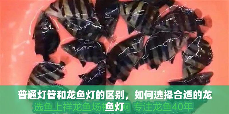 普通燈管和龍魚燈的區(qū)別，如何選擇合適的龍魚燈