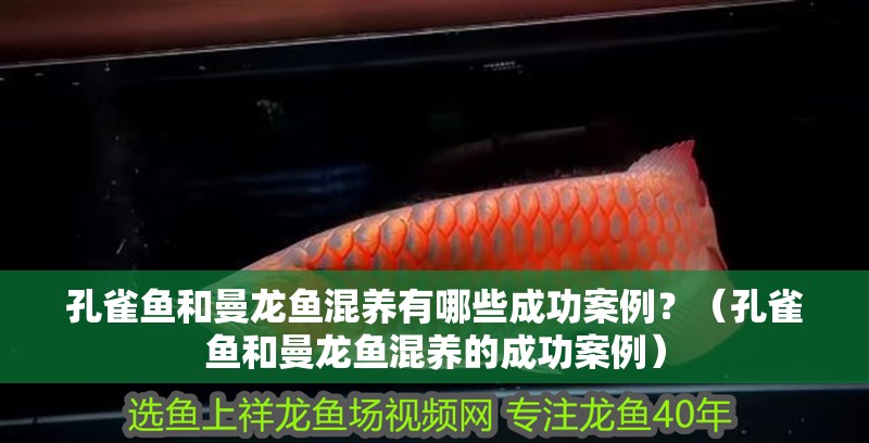 孔雀魚和曼龍魚混養有哪些成功案例？（孔雀魚和曼龍魚混養的成功案例）