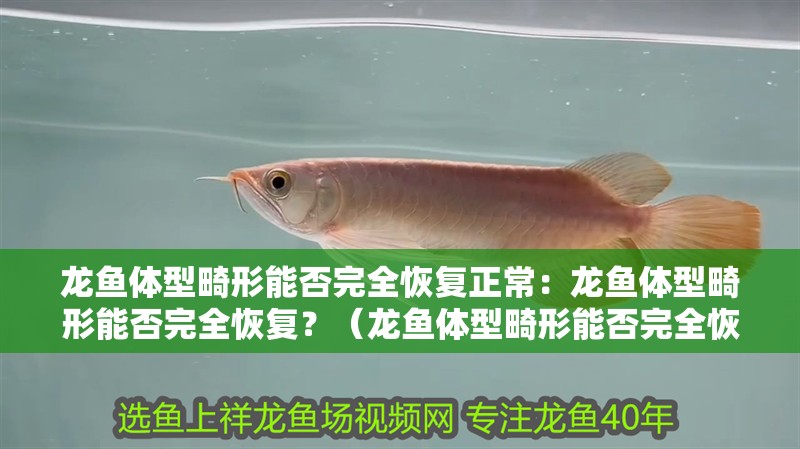 龍魚體型畸形能否完全恢復(fù)正常：龍魚體型畸形能否完全恢復(fù)？（龍魚體型畸形能否完全恢復(fù)到正常狀態(tài)）