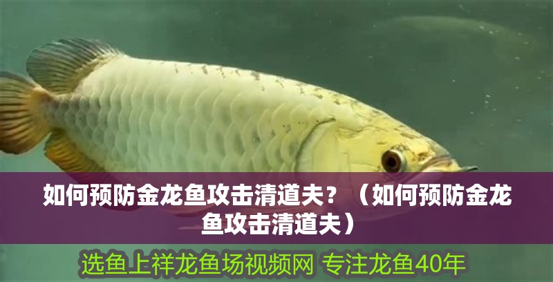 如何預(yù)防金龍魚(yú)攻擊清道夫？（如何預(yù)防金龍魚(yú)攻擊清道夫）