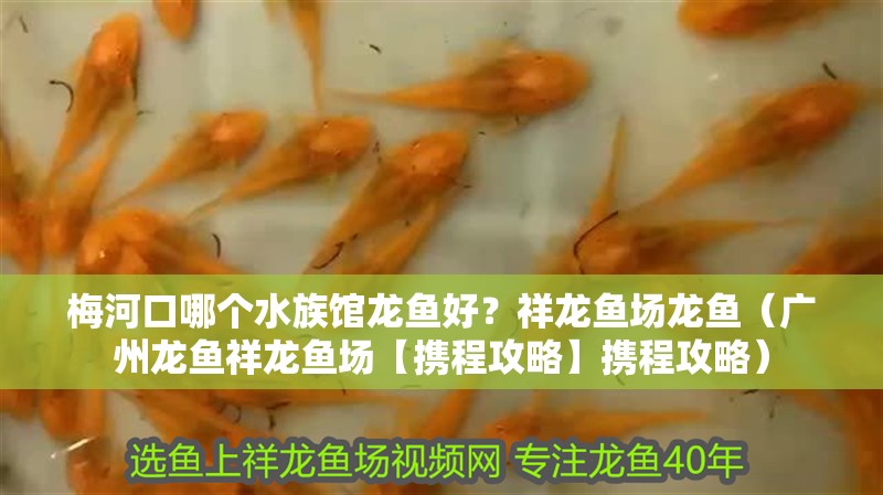 梅<strong><mark>河口</mark></strong>哪個水族館龍魚好？祥龍魚場龍魚（廣州龍魚祥龍魚場【攜程攻略】攜程攻略）