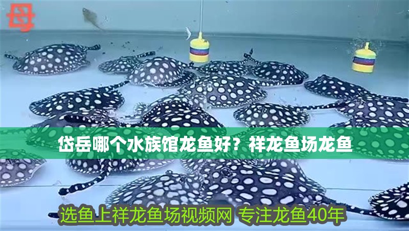 <strong><mark>岱岳</mark></strong>哪個水族館龍魚好？祥龍魚場龍魚