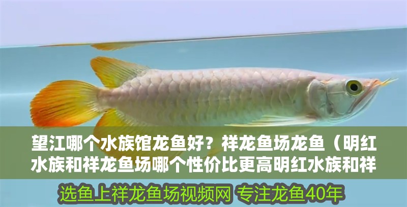 望江哪個(gè)水族館龍魚(yú)好？祥龍魚(yú)場(chǎng)龍魚(yú)（明紅水族和祥龍魚(yú)場(chǎng)哪個(gè)性?xún)r(jià)比更高明紅水族和祥龍魚(yú)場(chǎng)哪個(gè)性?xún)r(jià)比更高）