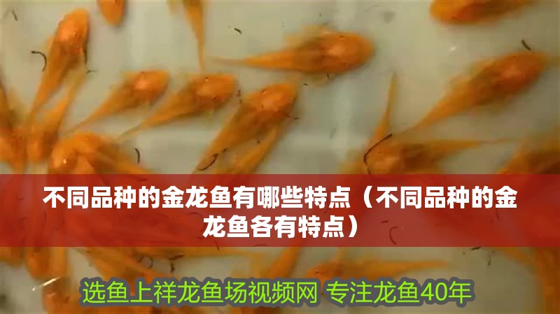 不同品種的金龍魚有哪些特點（不同品種的金龍魚各有特點）