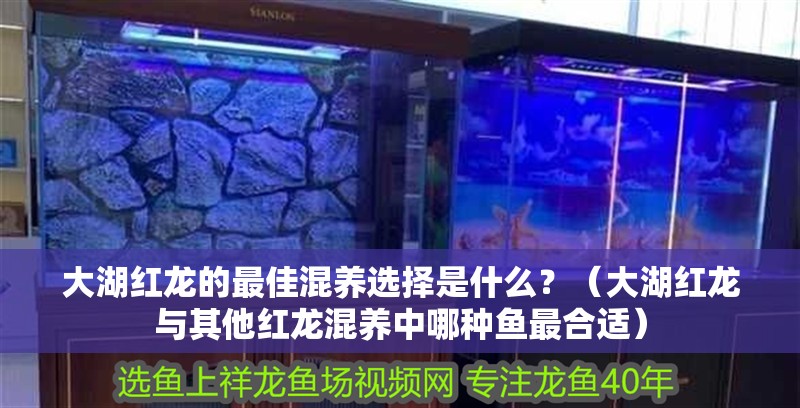 大湖紅龍的最佳混養選擇是什么？（大湖紅龍與其他紅龍混養中哪種魚最合適）