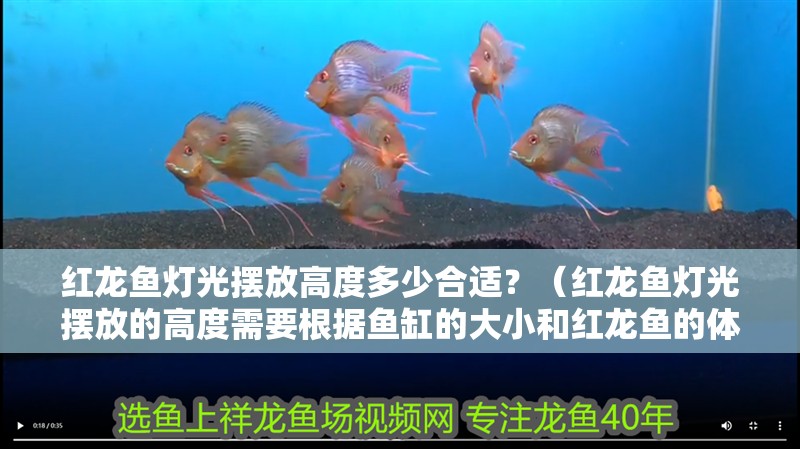 紅龍魚燈光擺放高度多少合適？（紅龍魚燈光擺放的高度需要根據魚缸的大小和紅龍魚的體長來確定）