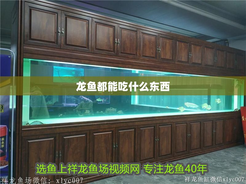 龍魚都能吃什么東西