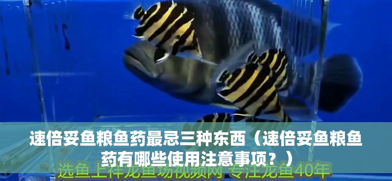 速倍妥魚糧魚藥最忌三種東西（速倍妥魚糧魚藥有哪些使用注意事項？）