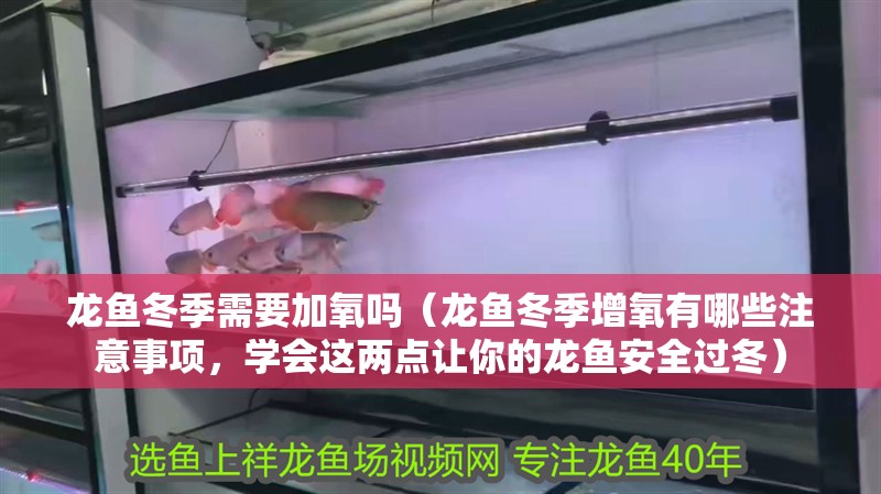 龍魚冬季需要加氧嗎（龍魚冬季增氧有哪些注意事項，學會這兩點讓你的龍魚安全過冬）