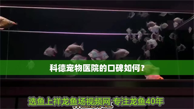 科德寵物醫(yī)院的口碑如何？ 科德寵物醫(yī)院的口碑如何？ 龍魚百科