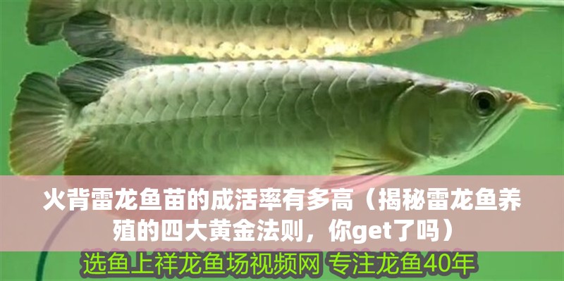 火背雷龍魚苗的成活率有多高（揭秘雷龍魚養(yǎng)殖的四大黃金法則，你get了嗎）