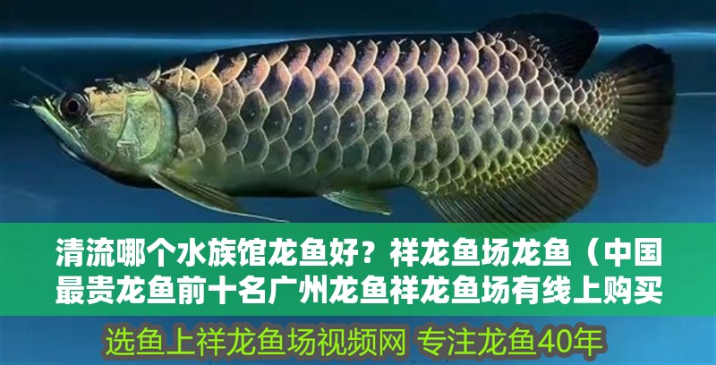清流哪個水族館龍魚好？祥龍魚場龍魚（中國最貴龍魚前十名廣州龍魚祥龍魚場有線上購買平臺嗎）