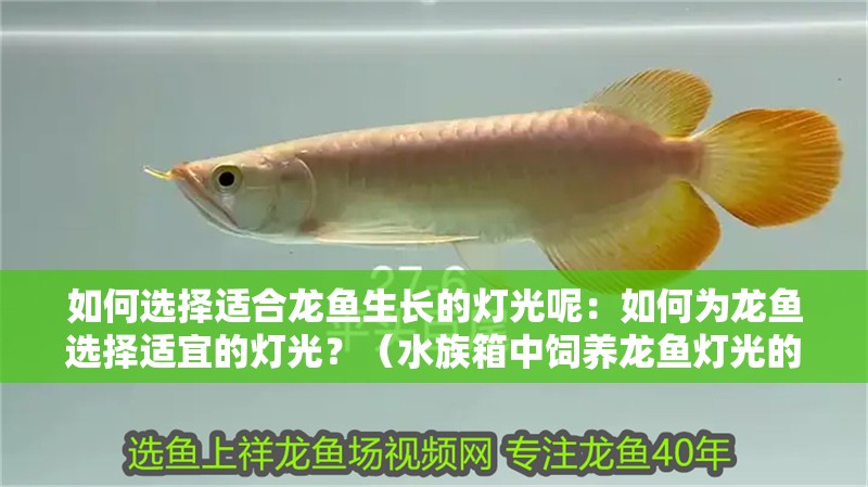 如何選擇適合龍魚生長的燈光呢：如何為龍魚選擇適宜的燈光？（水族箱中飼養龍魚燈光的選擇適合龍魚生長的燈光設備）