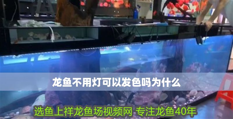 龍魚不用燈可以發色嗎為什么