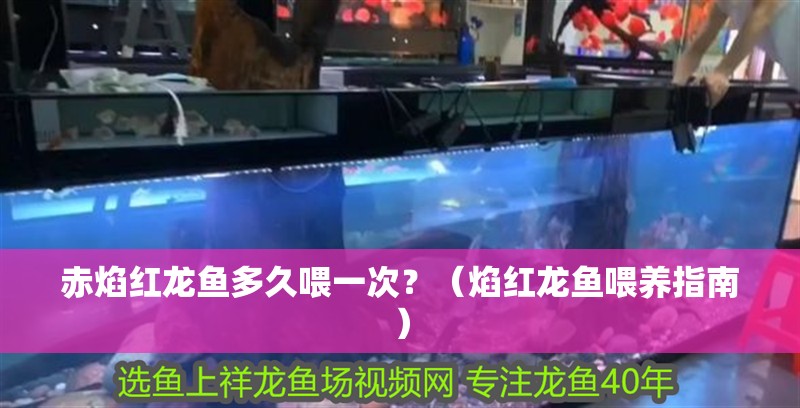 赤焰紅龍魚多久喂一次？（焰紅龍魚喂養指南）