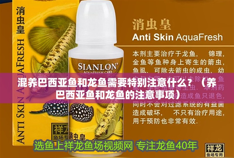 混養巴西亞魚和龍魚需要特別注意什么？（養巴西亞魚和龍魚的注意事項） 混養巴西亞魚和龍魚需要特別注意什么？（養巴西亞魚和龍魚的注意事項） 龍魚百科