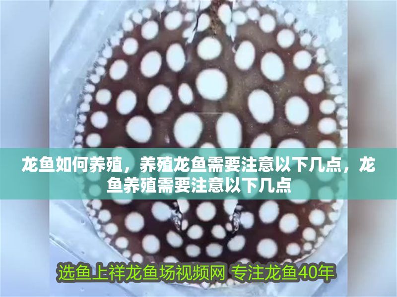 龍魚(yú)如何養(yǎng)殖，養(yǎng)殖龍魚(yú)需要注意以下幾點(diǎn)，龍魚(yú)養(yǎng)殖需要注意以下幾點(diǎn)