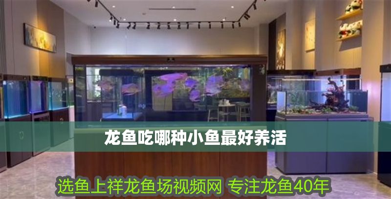 龍魚吃哪種小魚最好養活 龍魚吃哪種小魚最好養活 龍魚百科 第2張