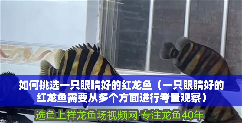 如何挑選一只眼睛好的紅龍魚(yú)（一只眼睛好的紅龍魚(yú)需要從多個(gè)方面進(jìn)行考量觀察）