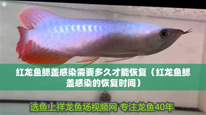 紅龍魚鰓蓋感染需要多久才能恢復（紅龍魚鰓蓋感染的恢復時間）