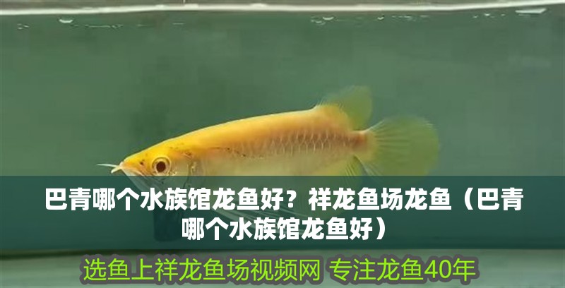 巴青哪個(gè)水族館龍魚好？祥龍魚場龍魚（巴青哪個(gè)水族館龍魚好）