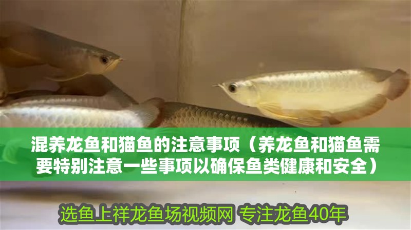 混養(yǎng)龍魚和貓魚的注意事項(xiàng)（養(yǎng)龍魚和貓魚需要特別注意一些事項(xiàng)以確保魚類健康和安全）