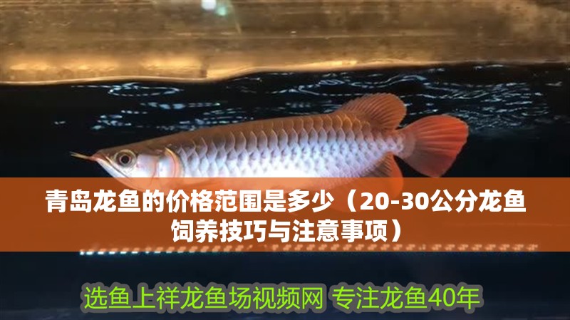 青島龍魚的價格范圍是多少（20-30公分龍魚飼養技巧與注意事項）