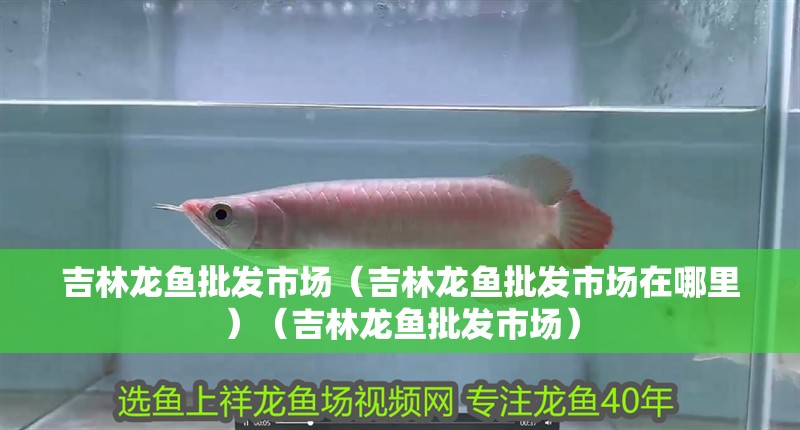 吉林龍魚批發(fā)市場（吉林龍魚批發(fā)市場在哪里）（吉林龍魚批發(fā)市場）