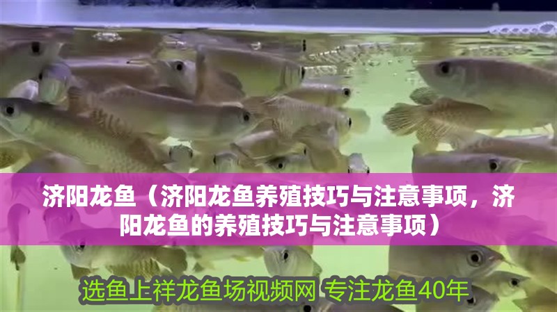 濟陽龍魚（濟陽龍魚養殖技巧與注意事項，濟陽龍魚的養殖技巧與注意事項）