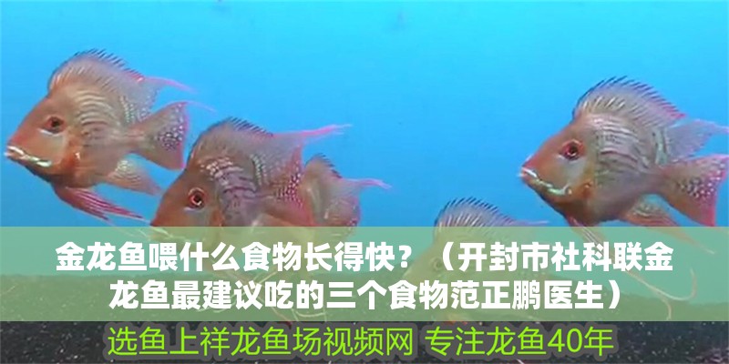 金龍魚喂什么食物長得快？（開封市社科聯金龍魚最建議吃的三個食物范正鵬醫生）