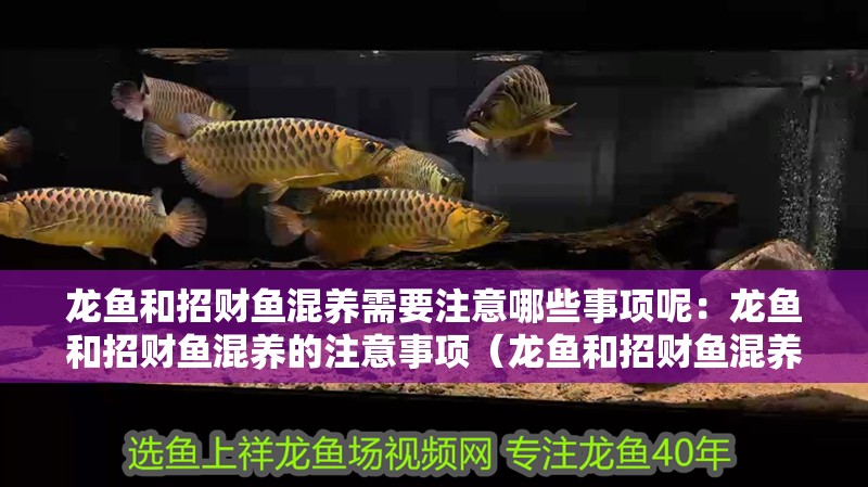 龍魚和招財(cái)魚混養(yǎng)需要注意哪些事項(xiàng)呢：龍魚和招財(cái)魚混養(yǎng)的注意事項(xiàng)（龍魚和招財(cái)魚混養(yǎng)時(shí)需要注意的事項(xiàng)）