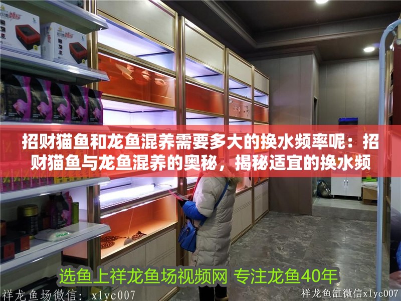 招財貓魚和龍魚混養需要多大的換水頻率呢：招財貓魚與龍魚混養的奧秘，揭秘適宜的換水頻率（招財貓魚和龍魚混養時，需要多大的換水頻率？）