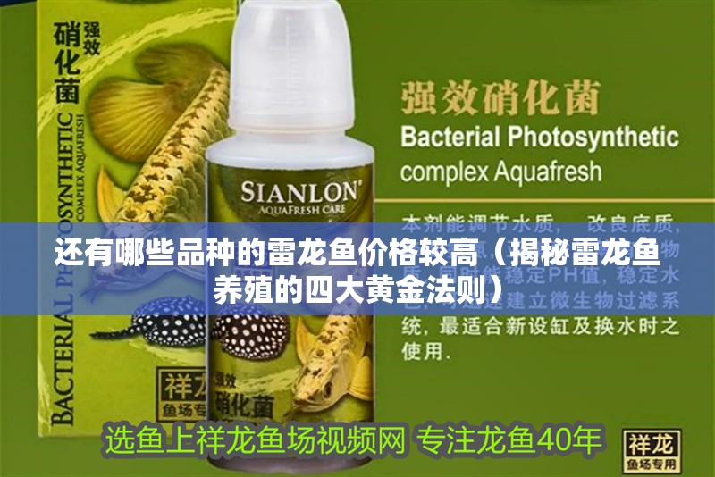 還有哪些品種的雷龍魚價格較高（揭秘雷龍魚養殖的四大黃金法則）