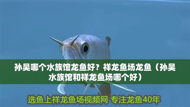 孫吳哪個水族館龍魚好？祥龍魚場龍魚（孫吳水族館和祥龍魚場哪個好） 孫吳哪個水族館龍魚好？祥龍魚場龍魚（孫吳水族館和祥龍魚場哪個好） 龍魚百科
