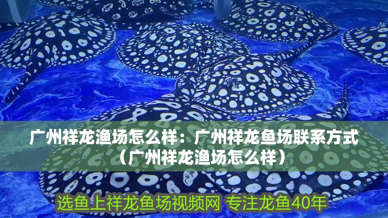 廣州祥龍漁場怎么樣：廣州祥龍魚場聯系方式（廣州祥龍漁場怎么樣）