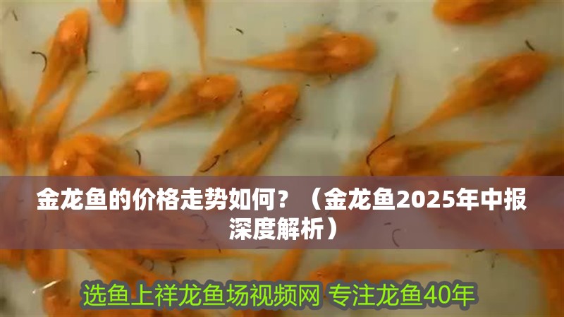 金龍魚的價格走勢如何？（金龍魚2025年中報深度解析）