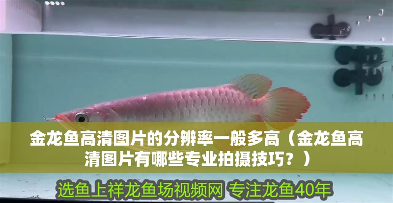 金龍魚高清圖片的分辨率一般多高（金龍魚高清圖片有哪些專業(yè)拍攝技巧？）