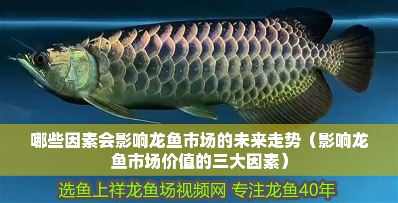 哪些因素會影響龍魚市場的未來走勢（影響龍魚市場價值的三大因素）