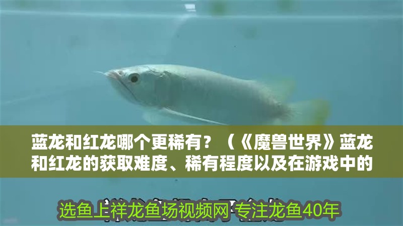 藍龍和紅龍哪個更稀有？（《魔獸世界》藍龍和紅龍的獲取難度、稀有程度以及在游戲中的地位）