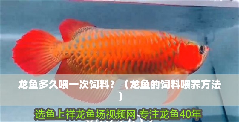 龍魚多久喂一次飼料？（龍魚的飼料喂養方法）