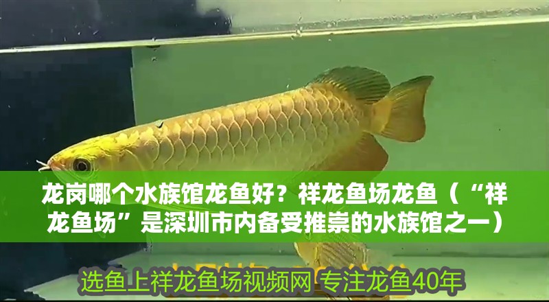 龍崗哪個水族館龍魚好？祥龍魚場龍魚（“祥龍魚場”是<strong><mark>深圳</mark></strong>市內備受推崇的水族館之一）